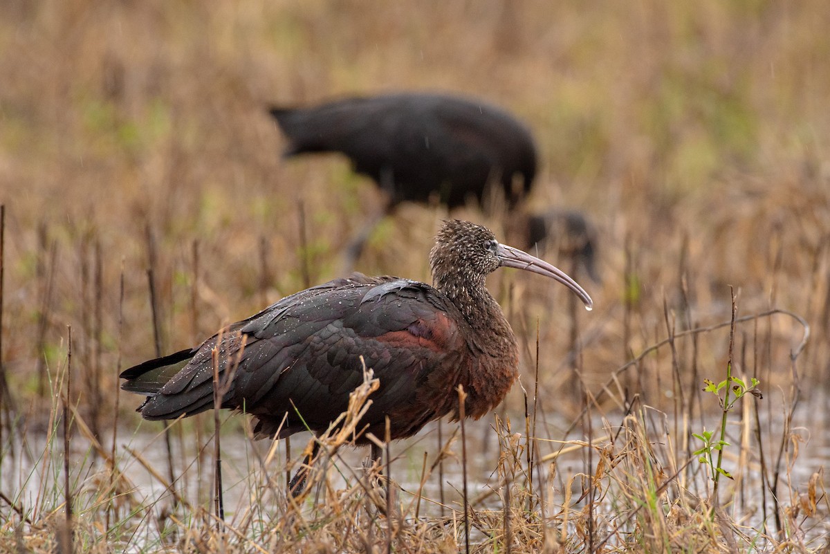 Glossy Ibis - ML647026031