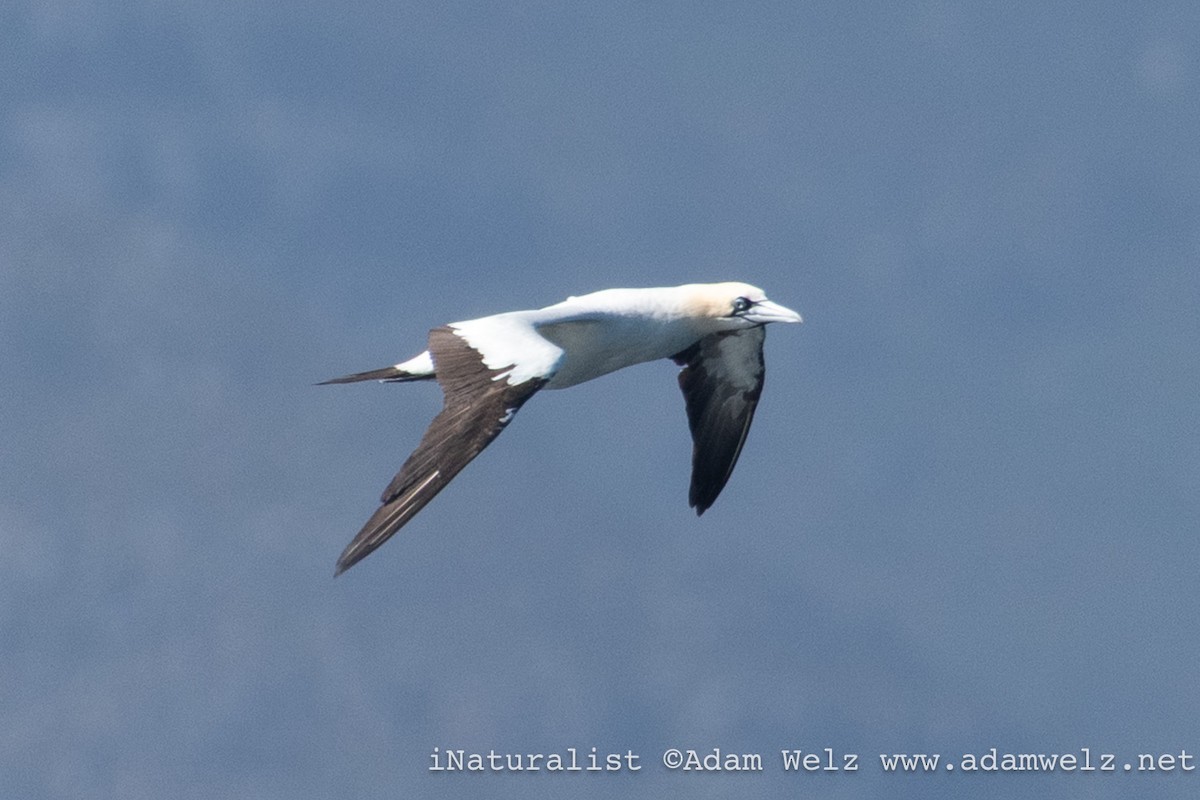 Alcatraz de El Cabo - ML647026033