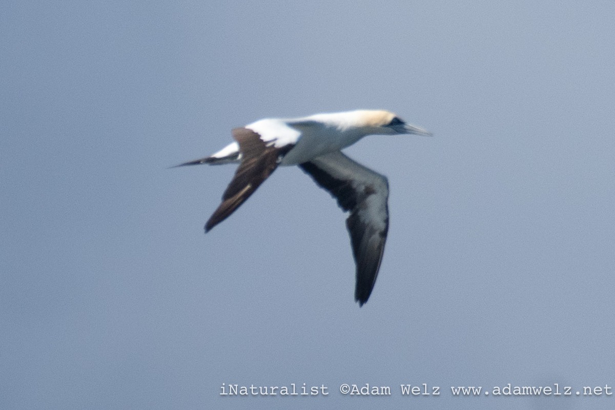 Alcatraz de El Cabo - ML647026035