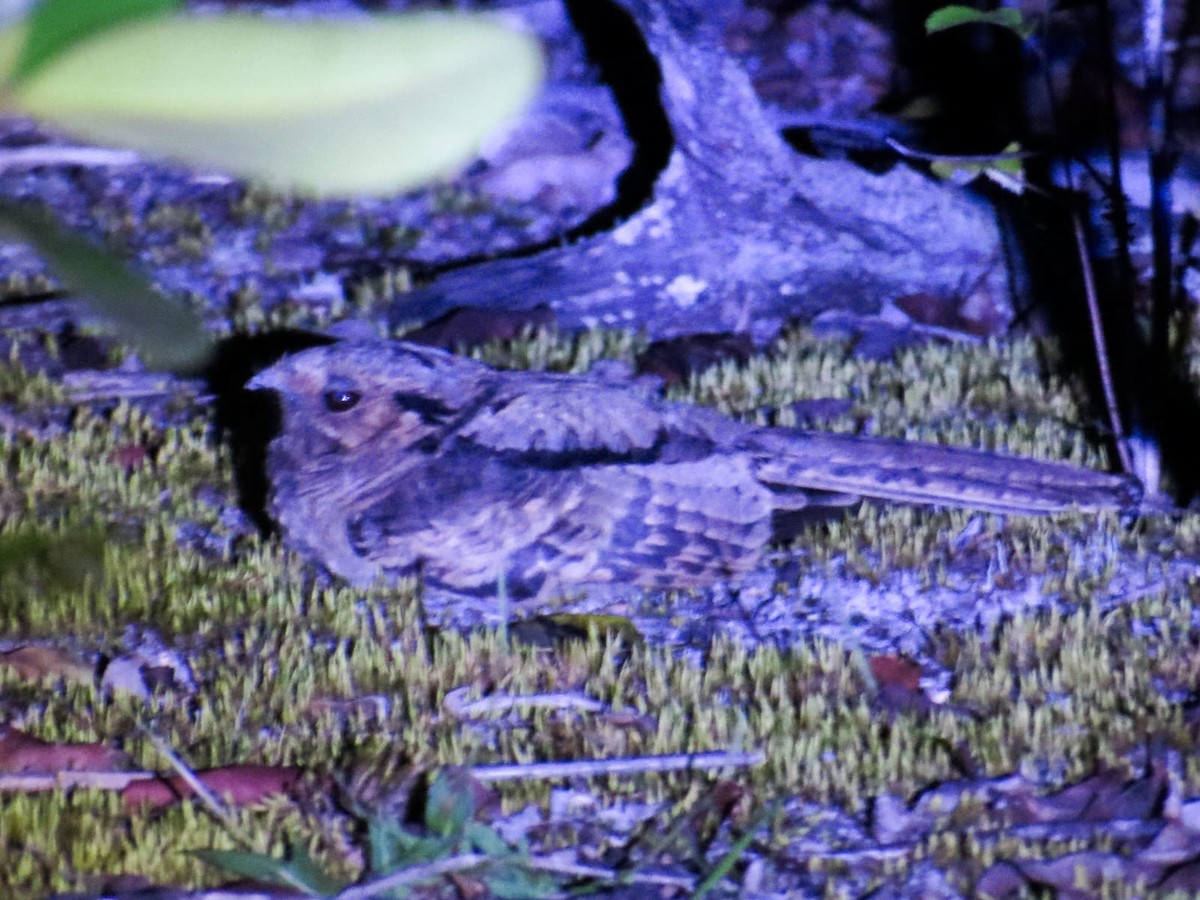 Common Pauraque - ML647026036