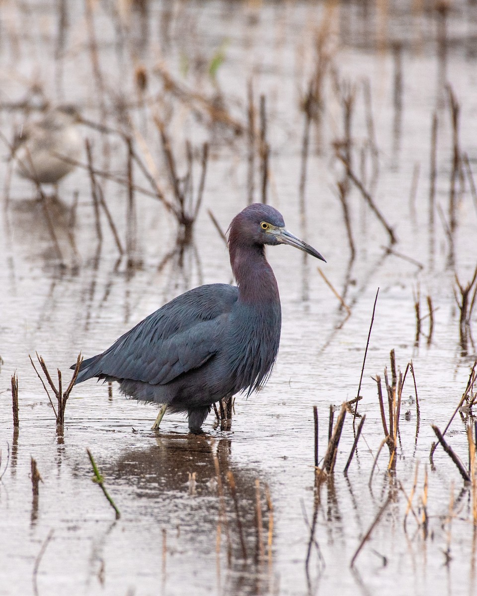 Little Blue Heron - ML647026037