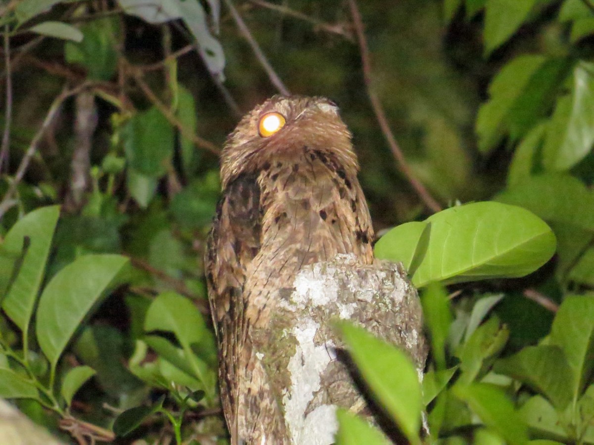 Common Potoo - ML647026043