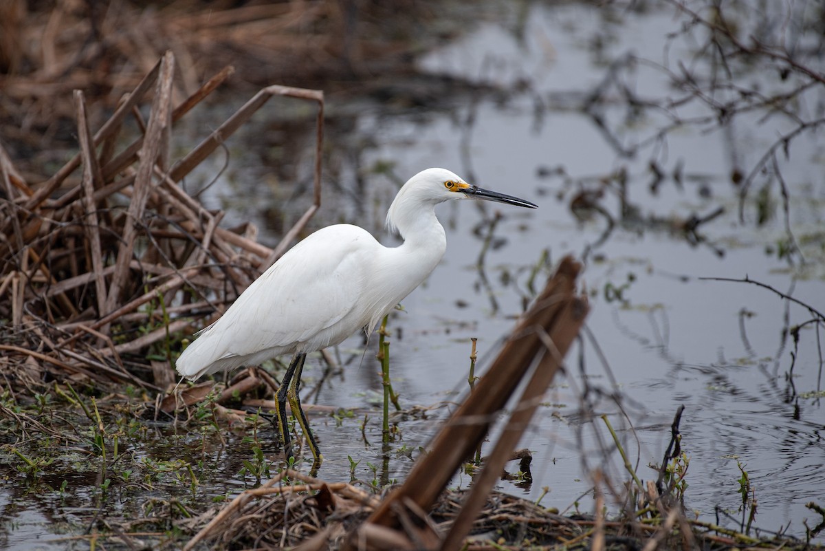לבנית אמריקנית - ML647026046