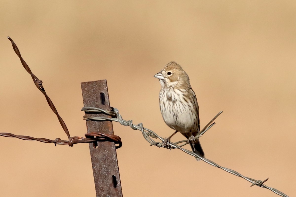 カタジロクロシトド - ML647026047