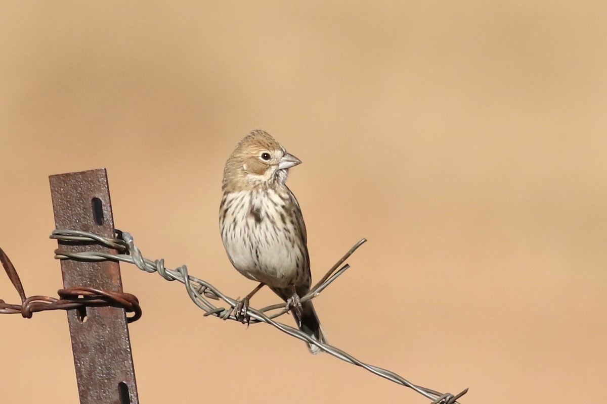 カタジロクロシトド - ML647026048