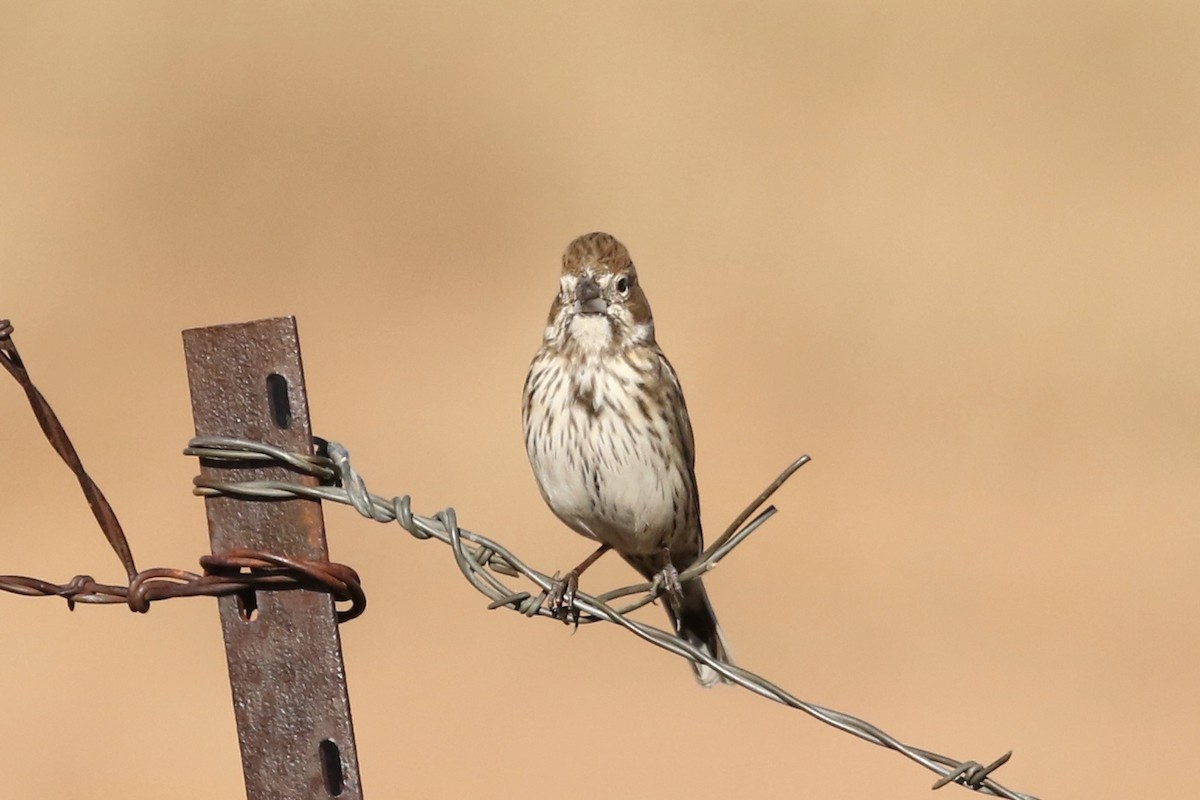 カタジロクロシトド - ML647026049