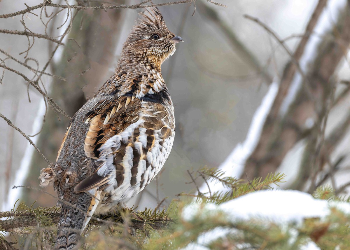 jeřábek kanadský - ML647026050