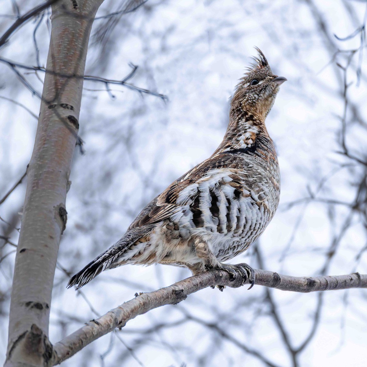 jeřábek kanadský - ML647026051