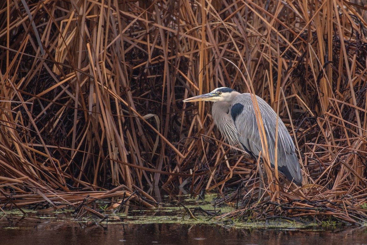 Great Blue Heron - ML647026054