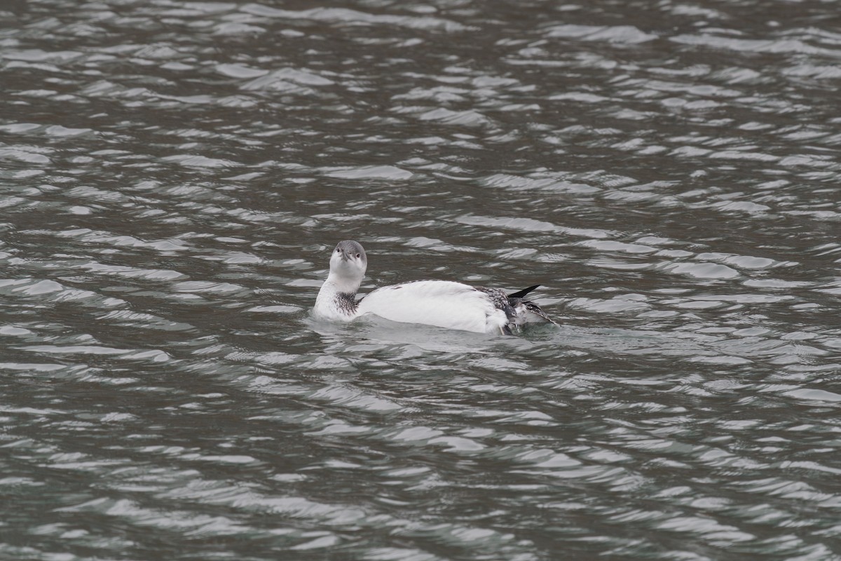 צוללן אדום-גרון - ML647026055