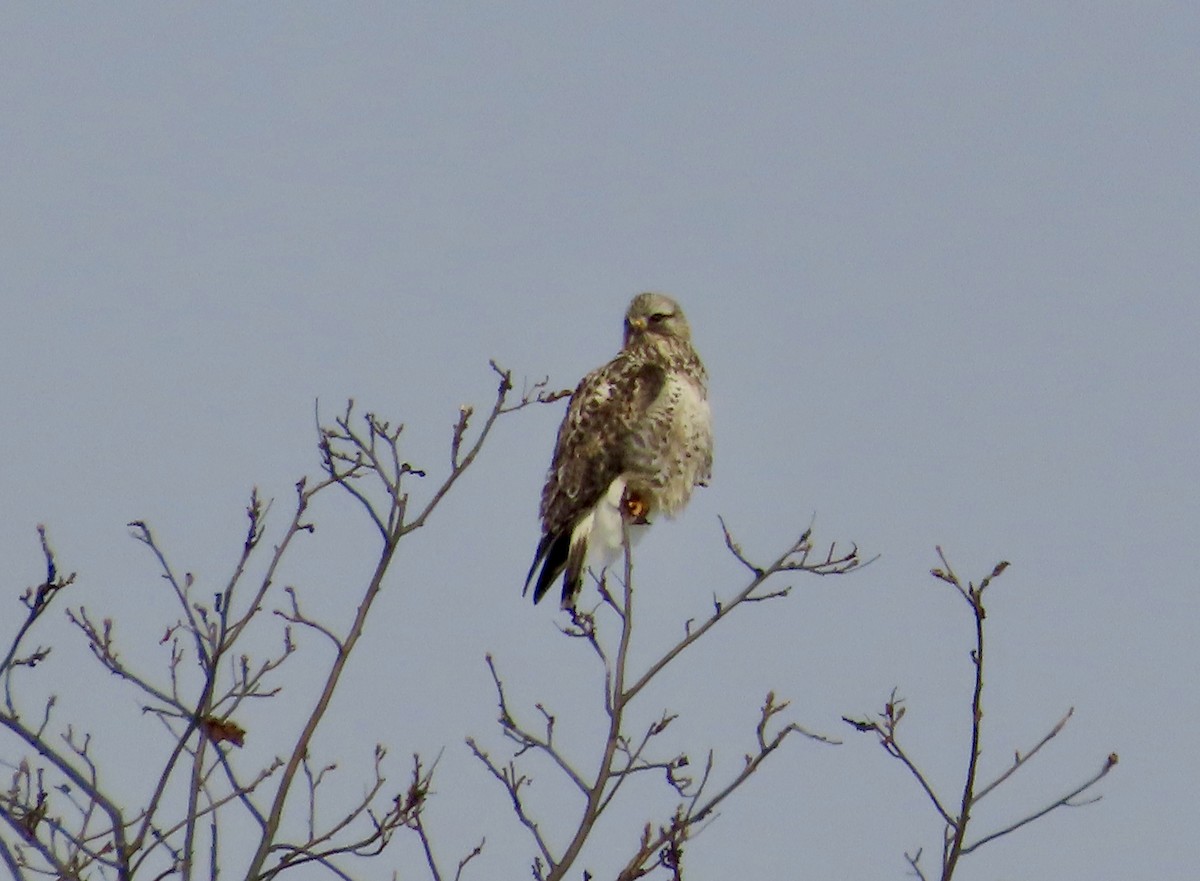 káně rousná - ML647026057