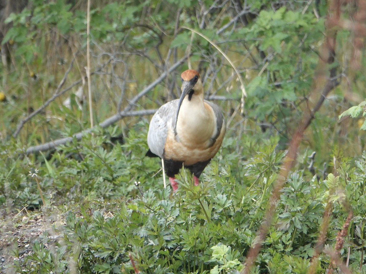 İbikli Sarıca Aynak - ML647026058