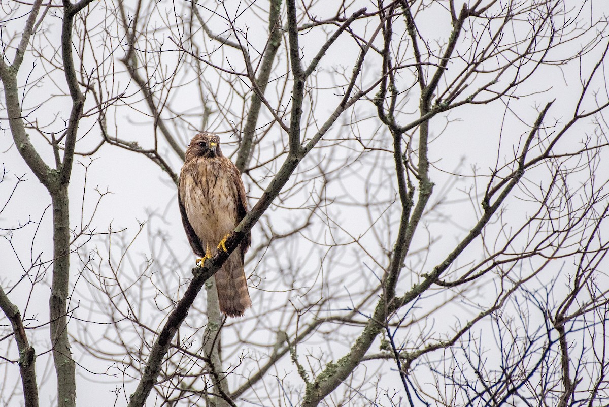 Red-shouldered Hawk - ML647026060