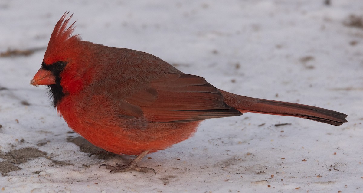 Northern Cardinal - ML647026063