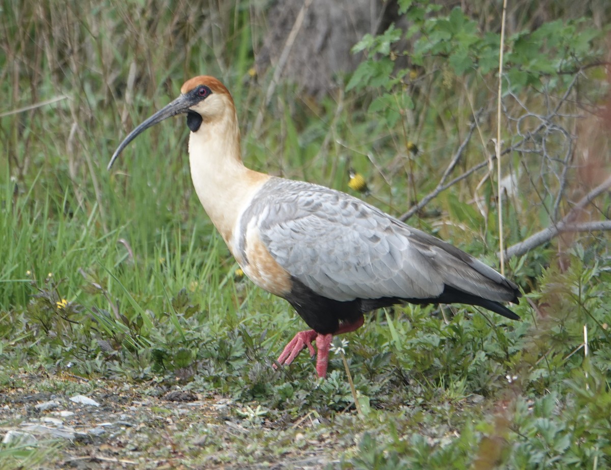 İbikli Sarıca Aynak - ML647026064