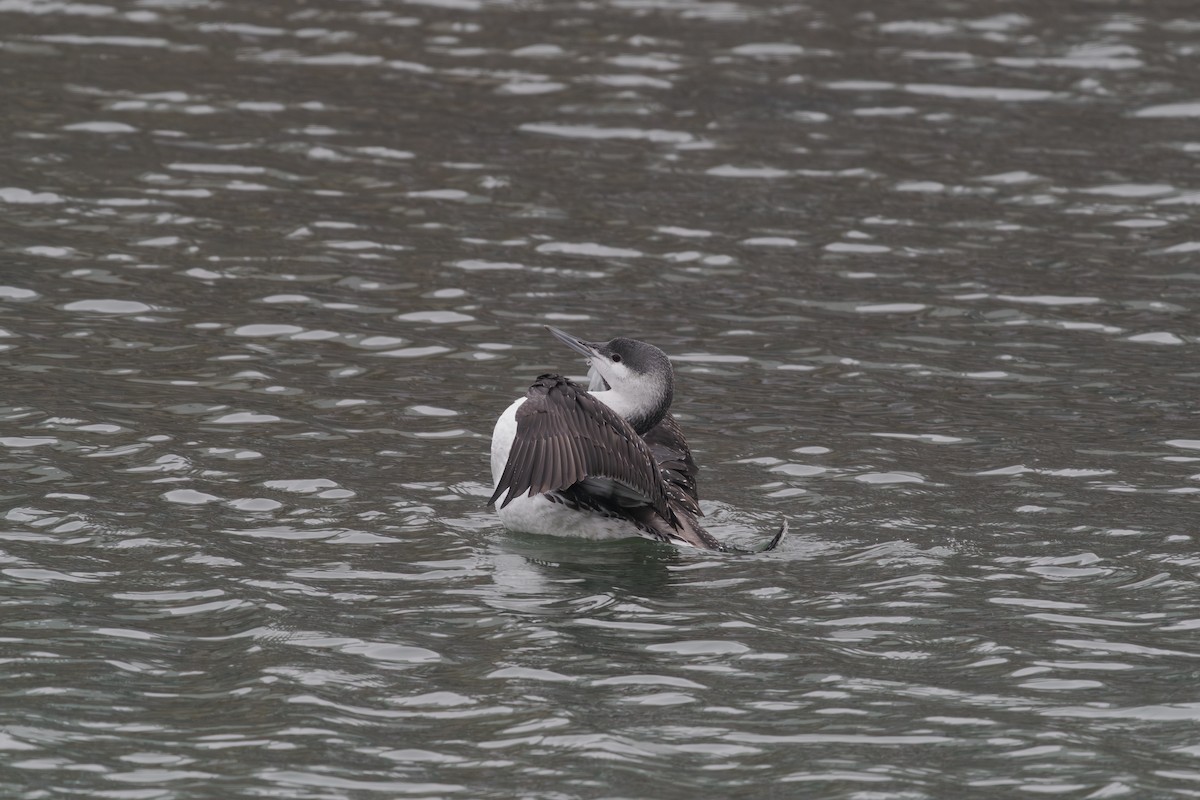 צוללן אדום-גרון - ML647026065