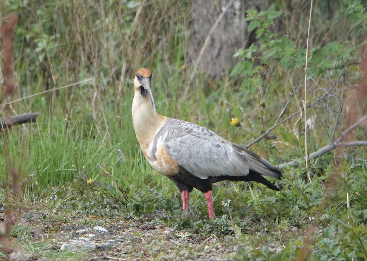 İbikli Sarıca Aynak - ML647026066