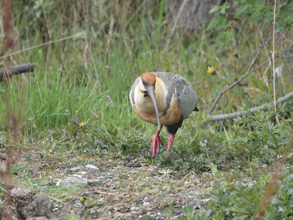 İbikli Sarıca Aynak - ML647026067