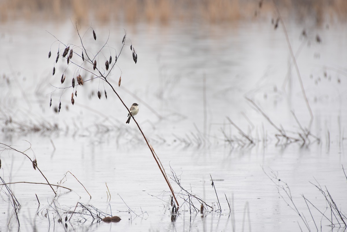 Mosquero Fibí - ML647026068