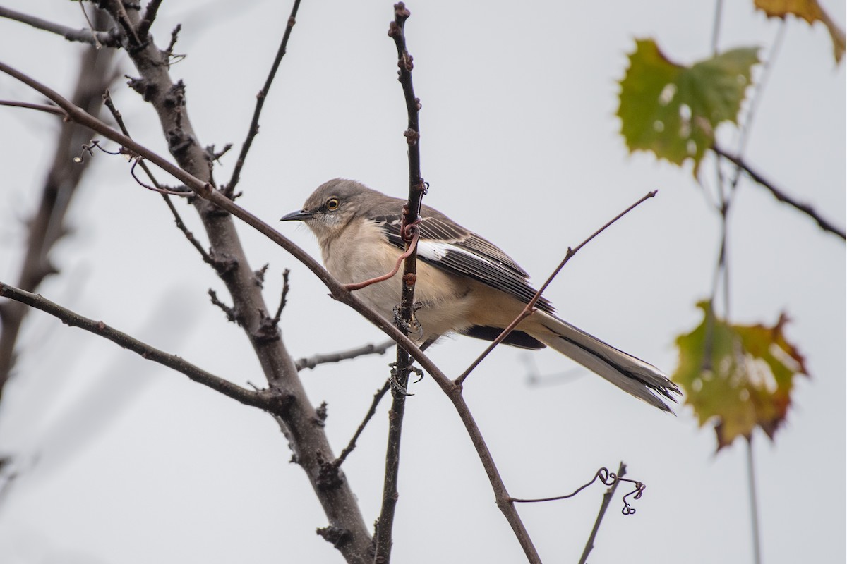Northern Mockingbird - ML647026072