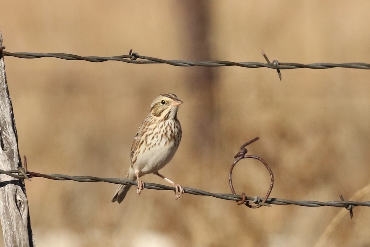 Savannah Sparrow - ML647026077