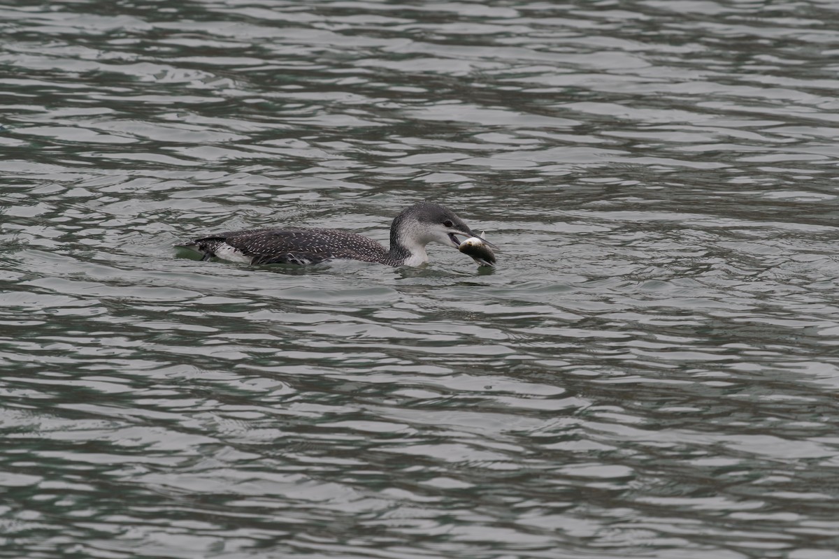 צוללן אדום-גרון - ML647026078