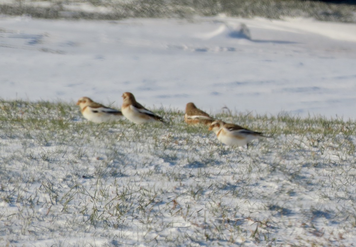 Пуночка снігова - ML647026080