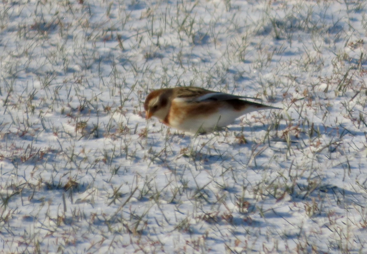 Пуночка снігова - ML647026081