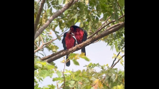 Barbudo Bidentado - ML647026082