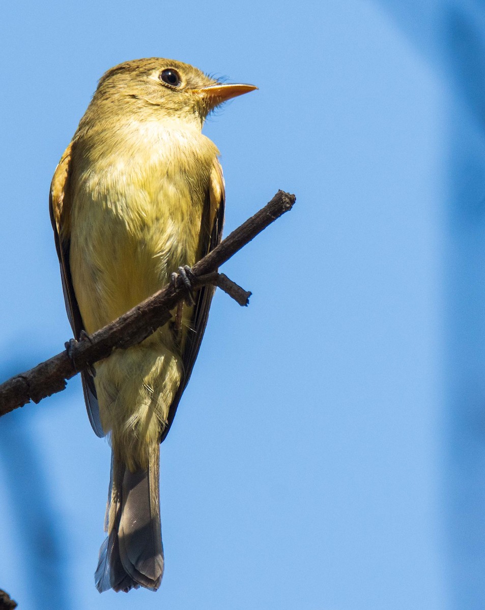 Western Flycatcher - ML647026088