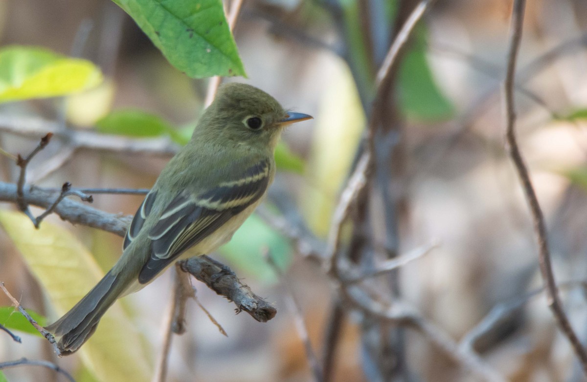 Western Flycatcher - ML647026089