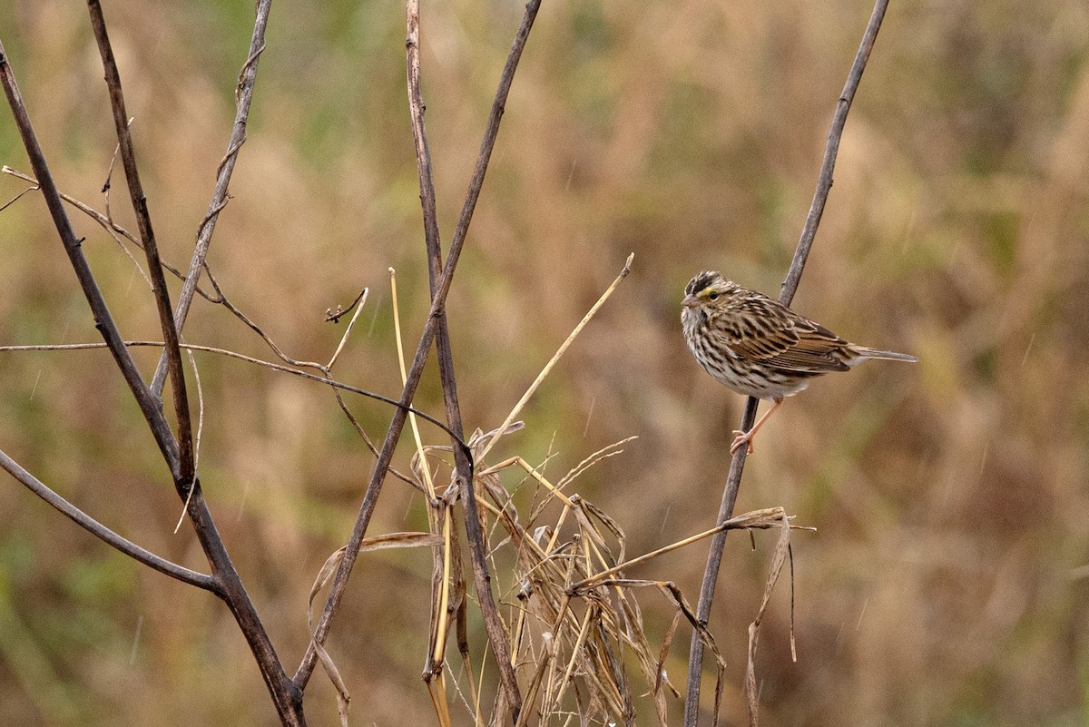 Пасовник савановий - ML647026090
