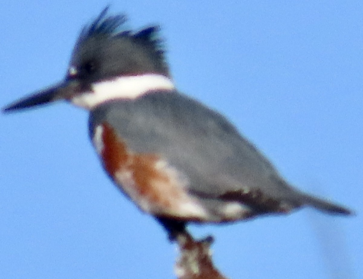 Рибалочка-чубань північний - ML647026091