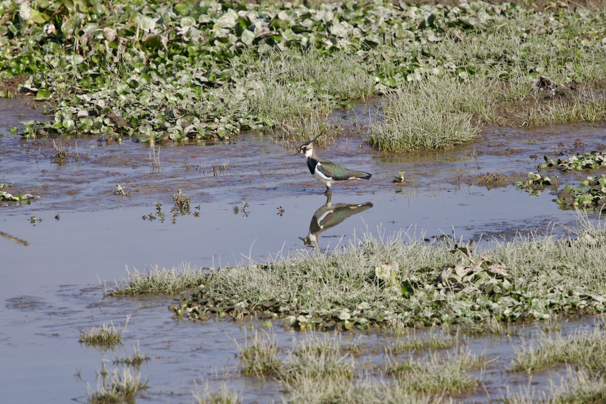 Чайка чубата - ML647026092