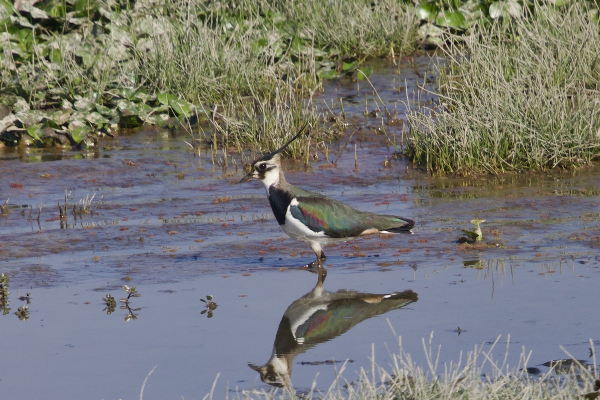 Чайка чубата - ML647026093