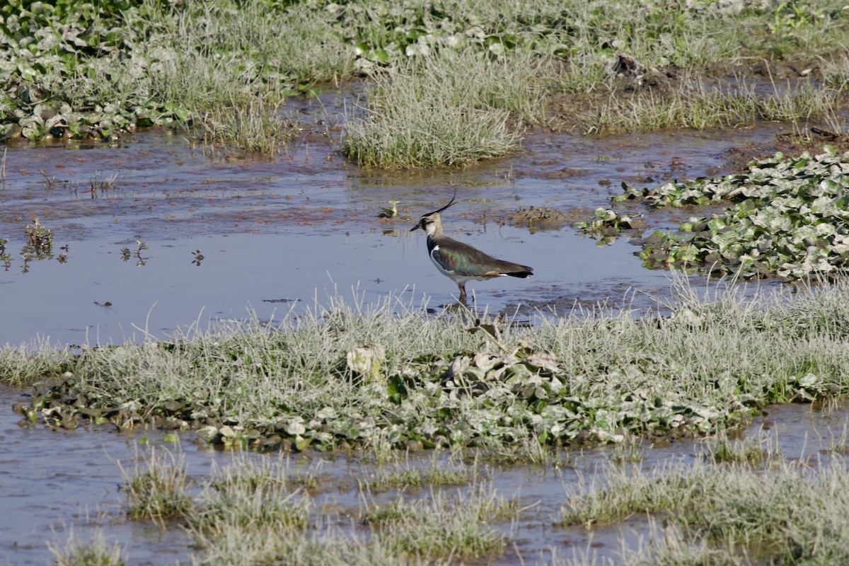 Чайка чубата - ML647026094