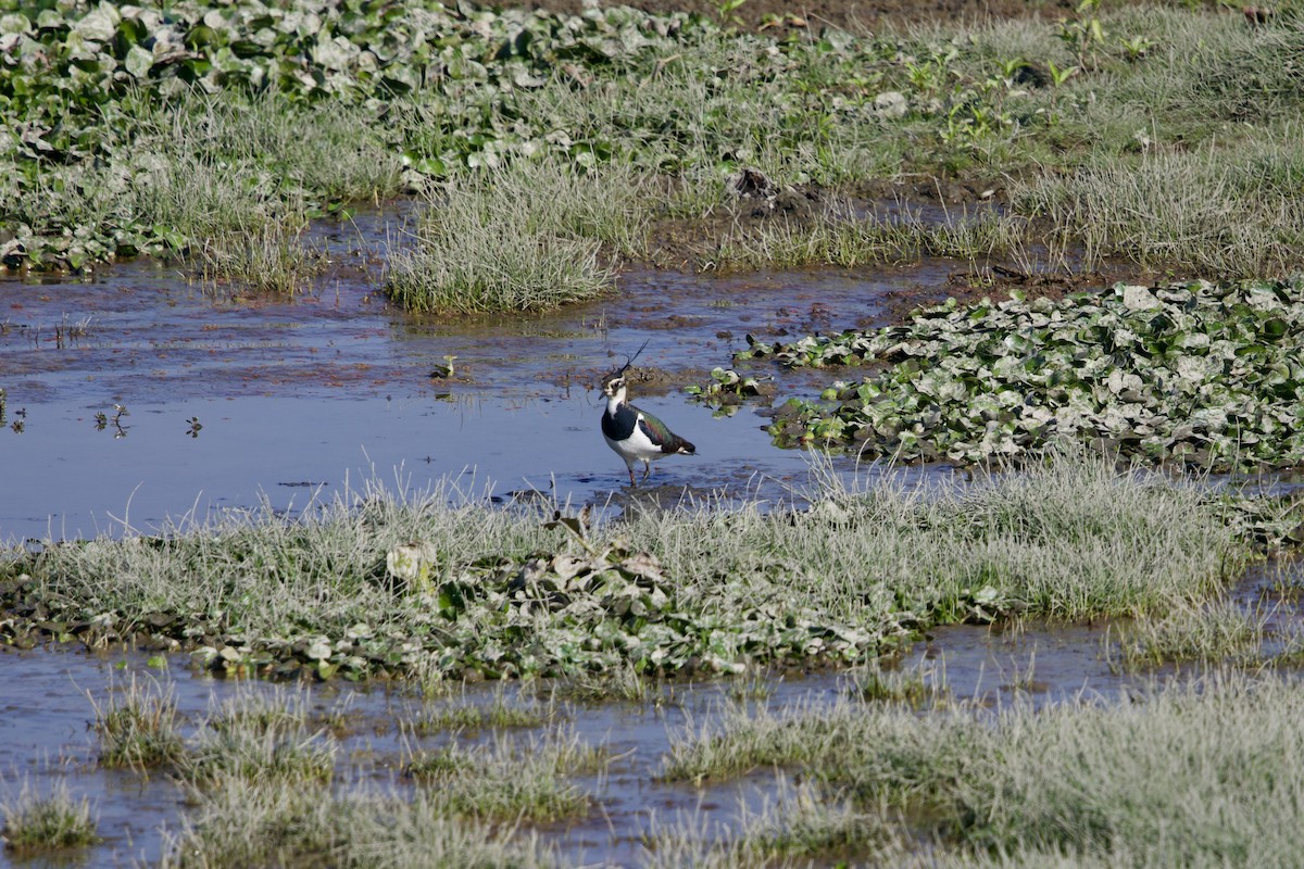 Чайка чубата - ML647026095