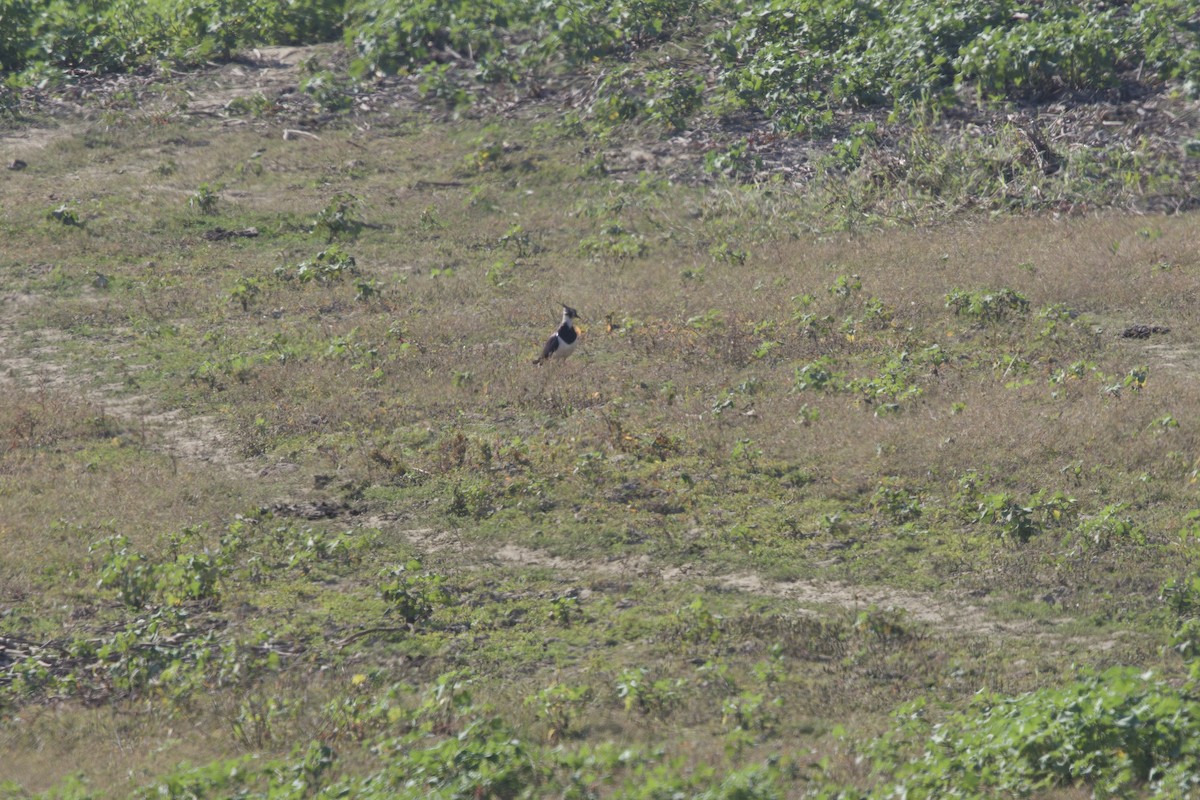 Чайка чубата - ML647026096