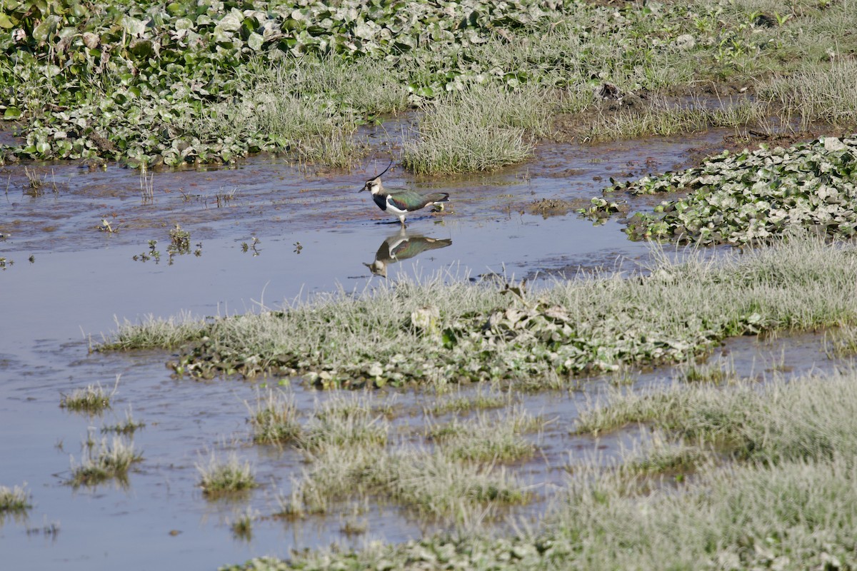 Чайка чубата - ML647026097