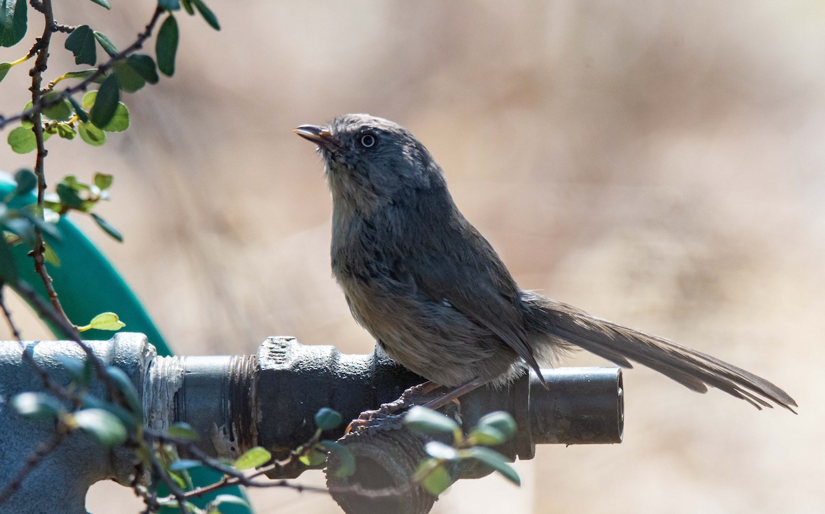 Хамея - ML647026098