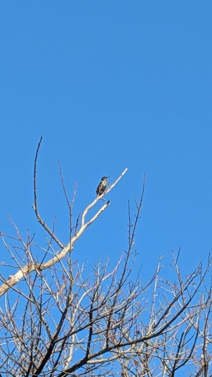 Шпак звичайний - ML647026099