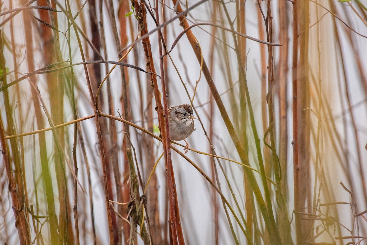 Пасовка болотяна - ML647026100