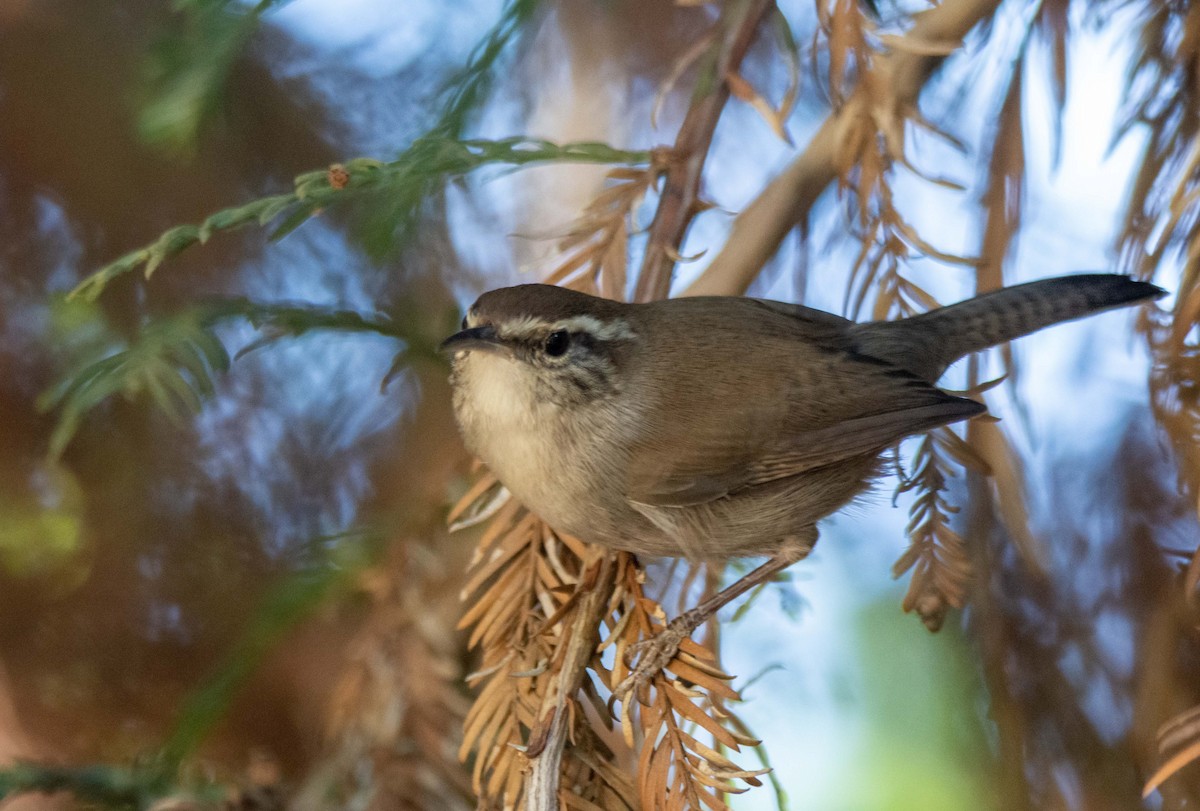 Підбуреник - ML647026102