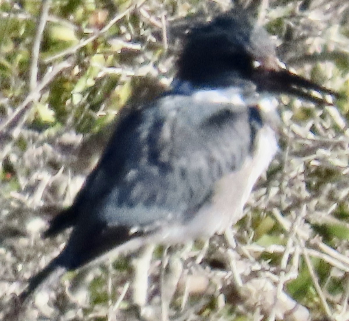 Рибалочка-чубань північний - ML647026104