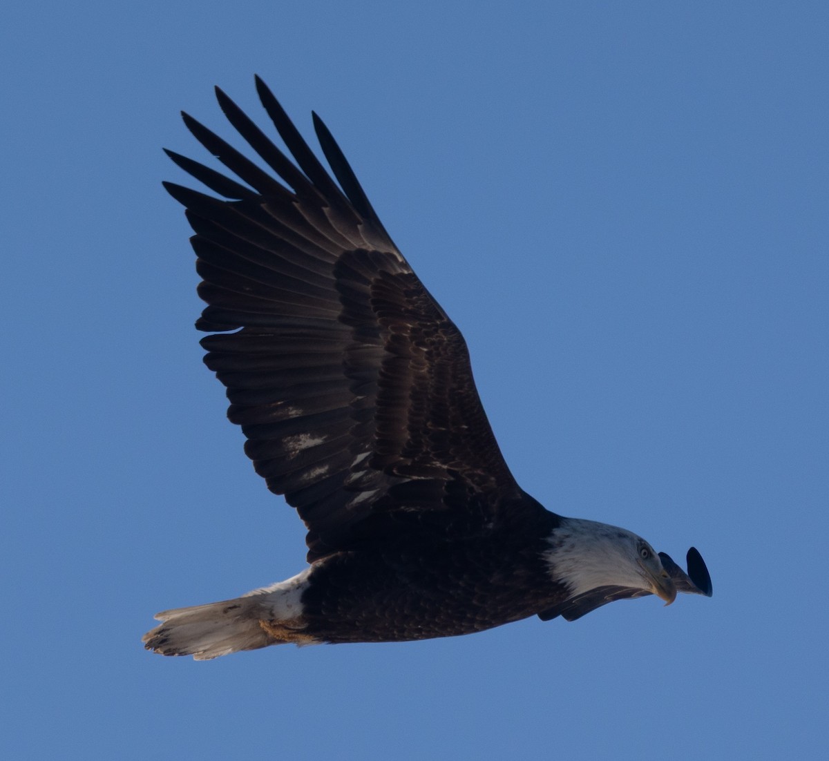 Орлан білоголовий - ML647026105