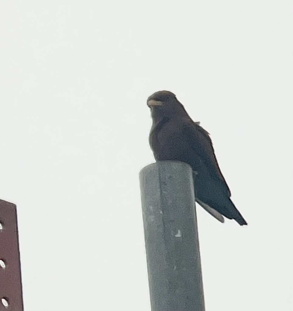 Широкорот африканський - ML647026107