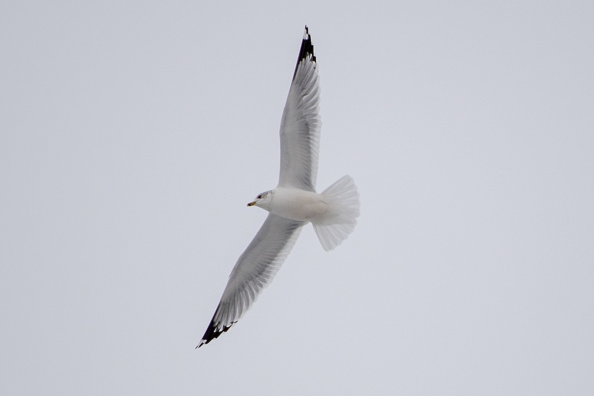 Мартин делаверський - ML647026108