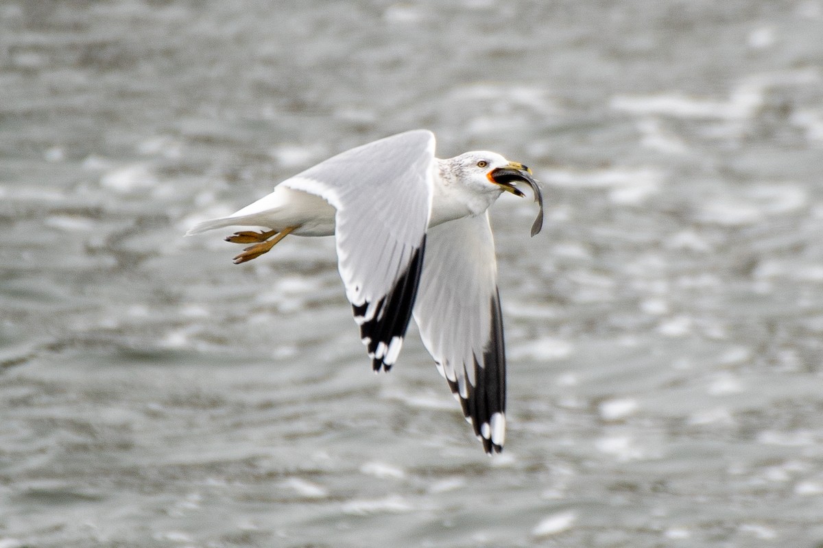 Мартин делаверський - ML647026109