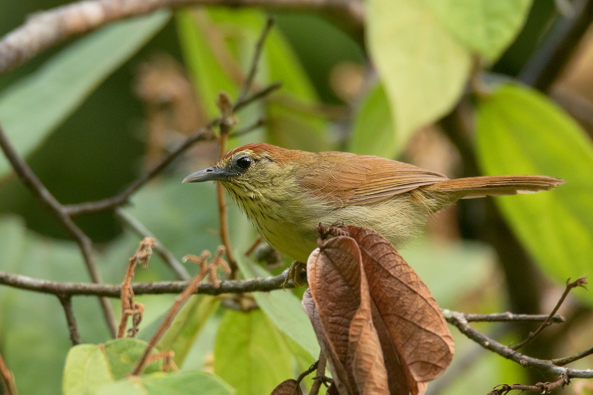 Pin-striped Tit-Babbler - ML64702611