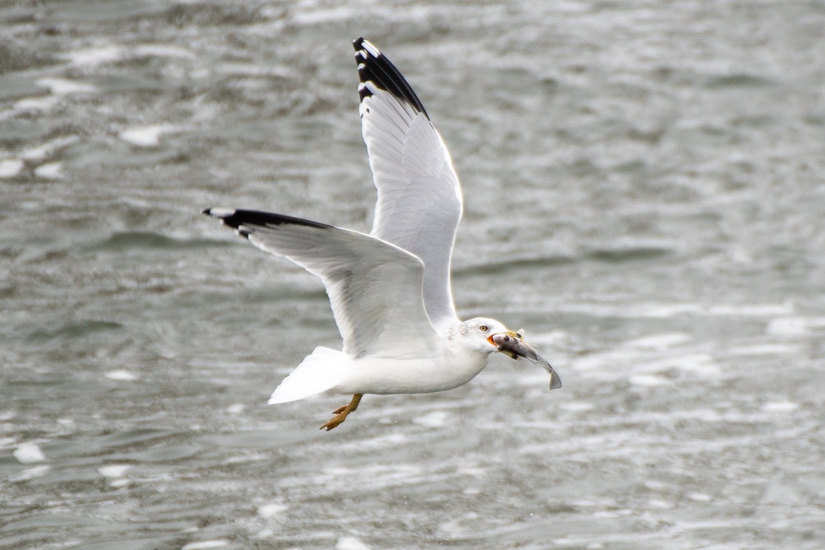 Мартин делаверський - ML647026110